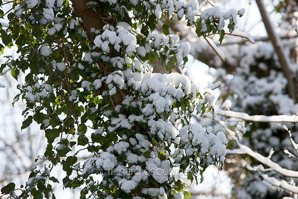 Snowy Ivy