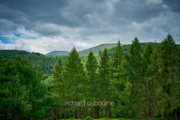 V20L8  Mountains of Mourne, Tollymore Forest Park, County Down, Northern Ireland