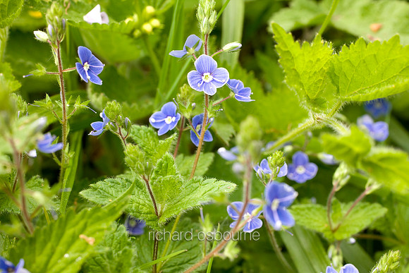 V3W13 Common Field-speedwell