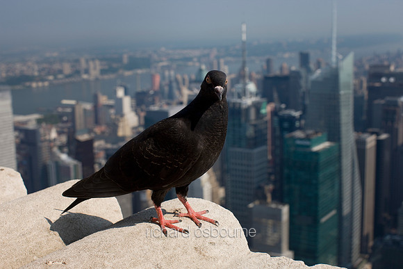 V4NY44  Pigeon, Top of Empire State Building, New York City, USA