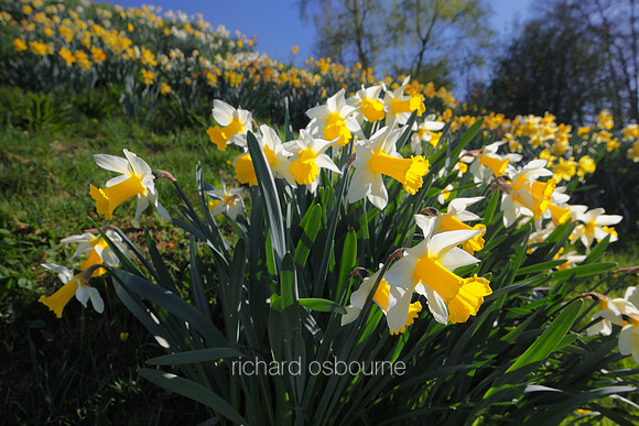 V5W5  Daffodils, Shotesham Church, Norfolk, UK