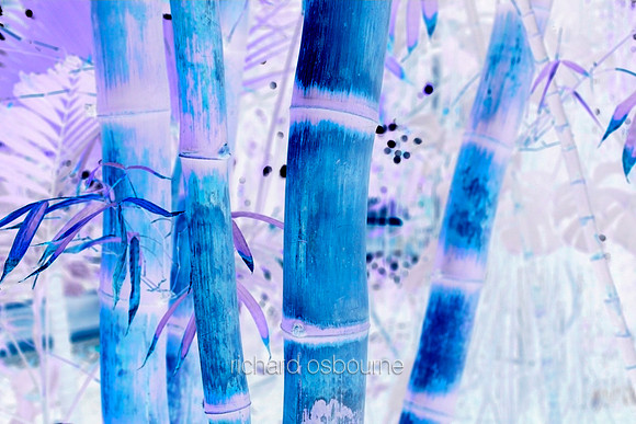 V5A23  Bamboo Abstract