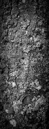 V15DM8  Sycamore Tree Bark