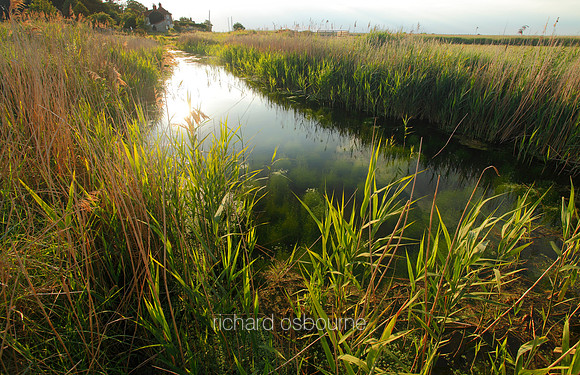 V5N32  NWT Cley Marshes, Norfolk, UK
