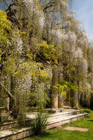 V19FL4  Wisteria, Exbury Gardens, New Forest, Hampshire, UK