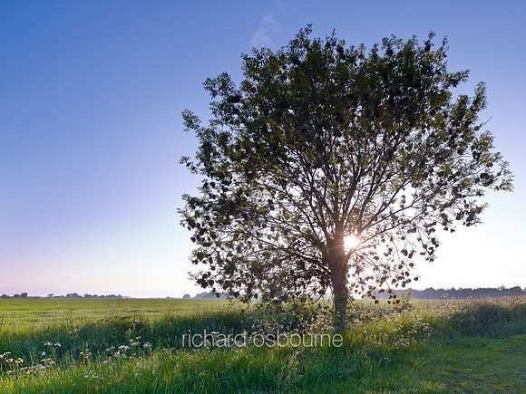 V7F31  Dawn, Young Ash Tree, Norfolk, UK