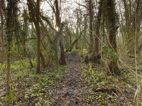 V8N28  NWT Lolly Moor, Norfolk, UK