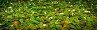 P5W4  White Waterlilies, Silent Valley, County Down, Northern Ireland