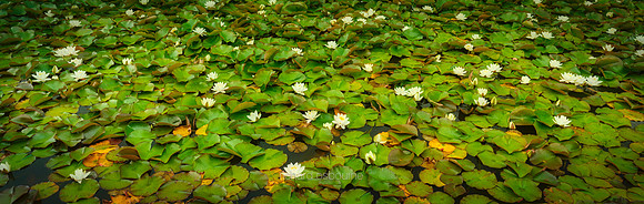 P5W4  White Waterlilies, Silent Valley, County Down, Northern Ireland