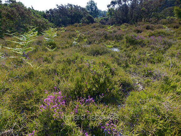 V6N14  Bell Healther and Bracken, Buxton Common, Norfolk, UK