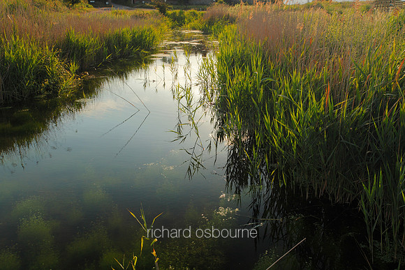 V5N30  NWT Cley Marshes, Norfolk, UK