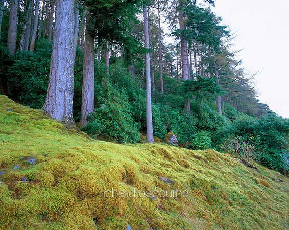 L1S20 Scots Pines