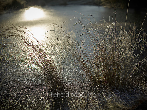 NWT New Buckenham Common, Norfolk, UK