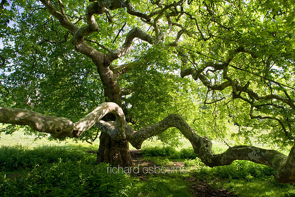 L1MT8 Old Sycamore