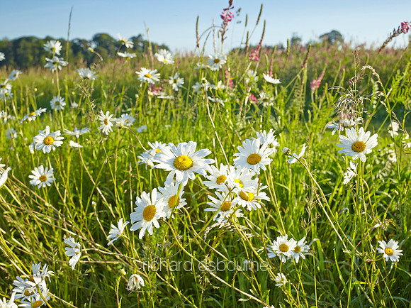 V8W37  Ox-Eye Daisies, Norfolk, UK