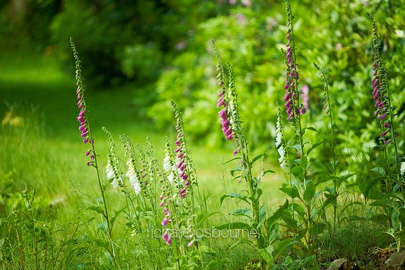 V6W10  Foxgloves