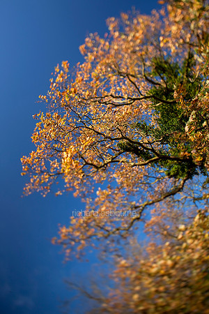 V4BL2  Oak Tree, Late Autumn, Norfolk, UK