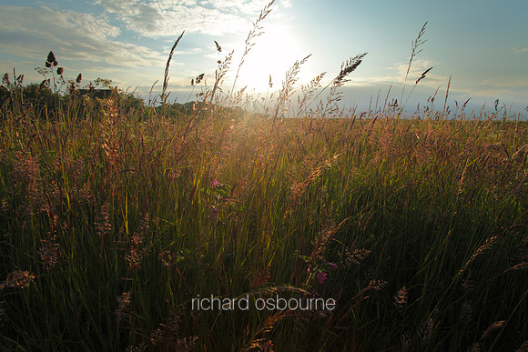 V5N35  Wild Grasses, NWT Cley Marshes, Norfolk, UK