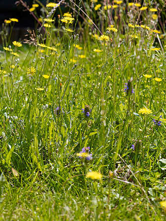 V8W58  Wildflowers, Norfolk, UK