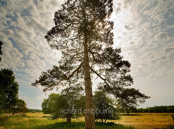 V5MT5  Scots Pines, NWT East Wretham Heath, Norfolk, UK