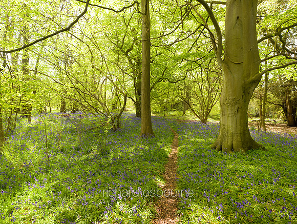 V4F8 Thursford Wood II, Norfolk