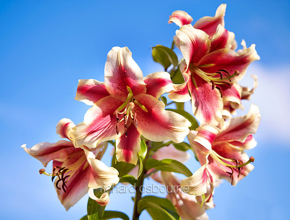 V8FL26  Stargazer Lillies