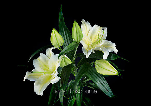 V8FL15  White Lilies