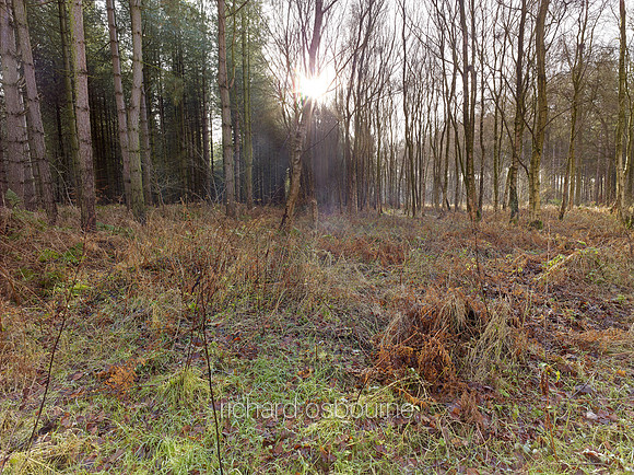V8N12  NWT Bretts Wood, Norfolk, UK