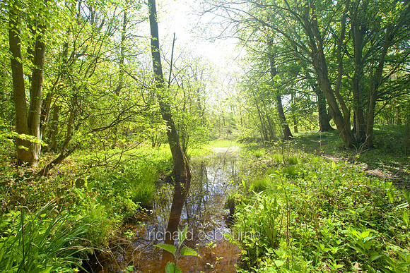V4N21 Thursford Wood VI, Norfolk