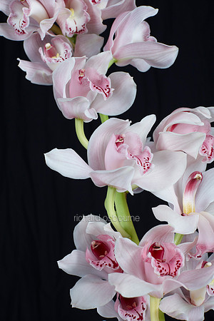 V8FL19  Orchids