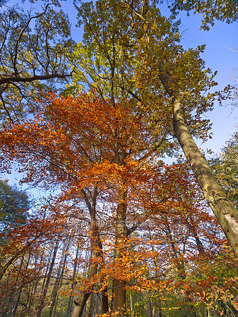 V7F36  Autumn, Wythenshawe Park, Manchester, UK