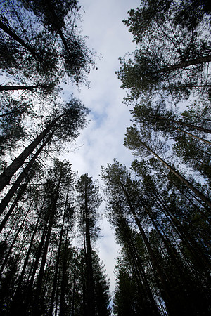 L1MT11 Scots Pines