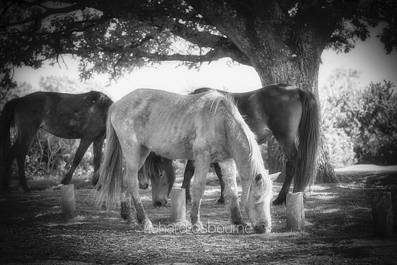 V19AN1  New Forest Ponies