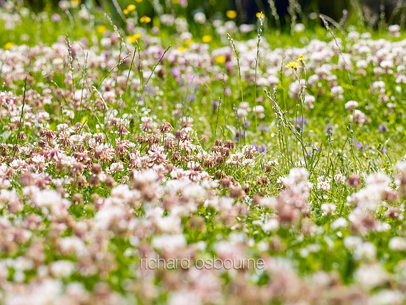 V8W55  White Clover and Wildflowers, Norfolk, UK