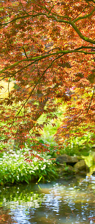 P5L46  Japanese Acer Over Stream