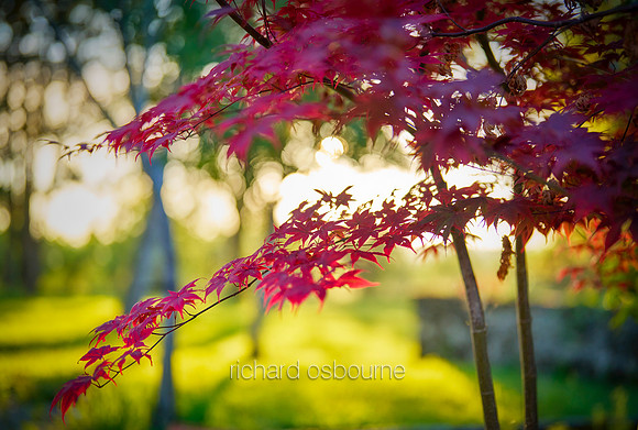 V19BL3  Japanese Maple, Acer Palmatum