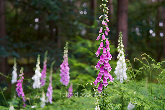 V19W5  Foxgloves