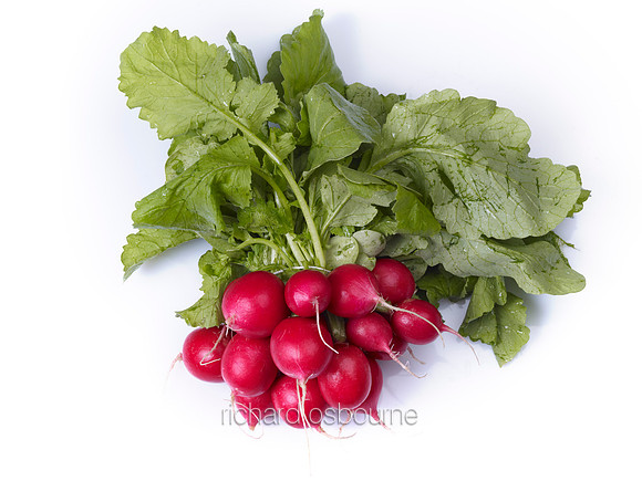 V8FD14  Radishes