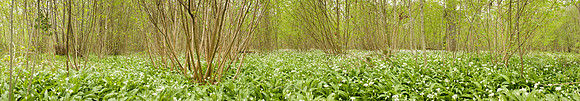 P2F5 Ramsons, Lower Wood Ashwellthorpe, Norfolk