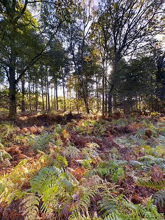 V7F46  Autumn, Thetford Forest, Norfolk, UK