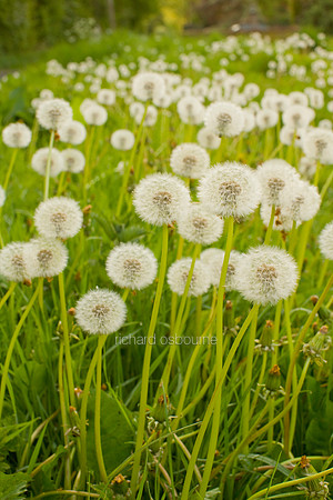 V5D3  Dandelion Clocks