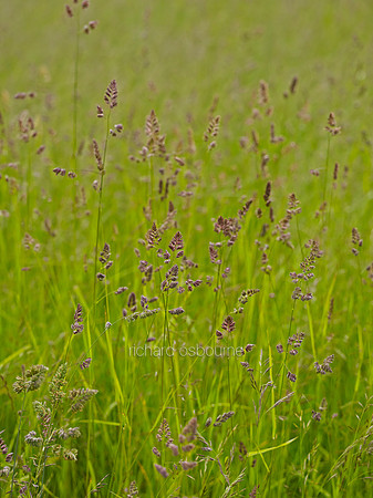 V8D12  Wild Grasses