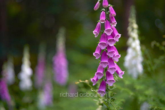 V19W4  Foxgloves