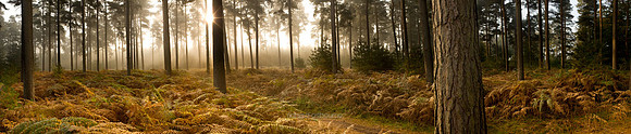 Thetford Forest Mist