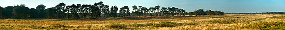 P1F23 East Wretham Heath