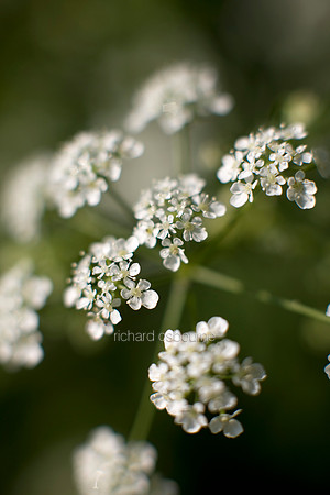 V3W18 Cow Parsley I