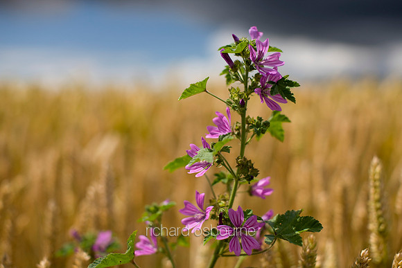 V3W22 Common Mallow