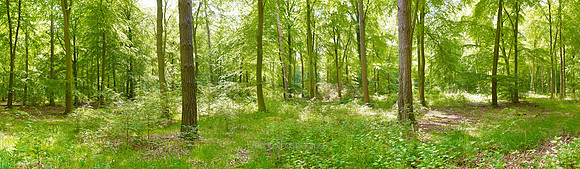 P3F9  Spring Forest V
