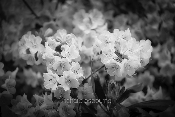 V19DM1  Rhododendrons