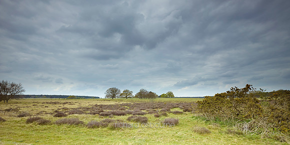 NWT Thetford Heath, Norfolk, UK